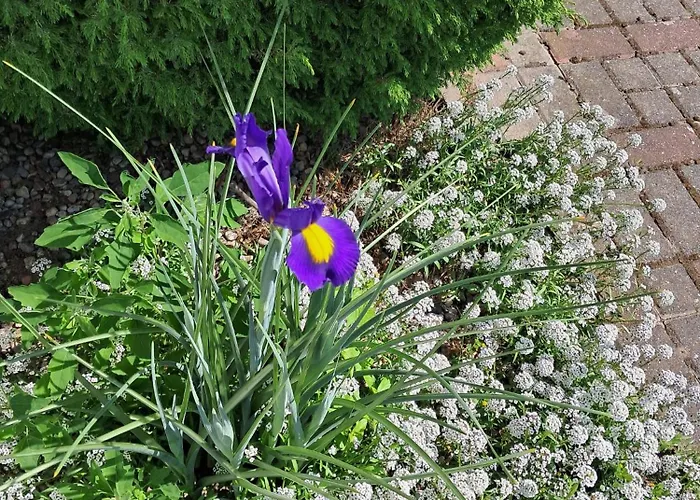 Village de vacances Oliwia *